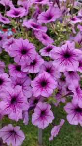A close-up, vibrant image of numerous purple petunia flowers in full bloom.