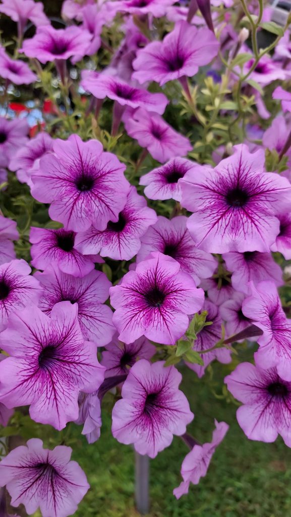 A close-up, vibrant image of numerous purple petunia flowers in full bloom.