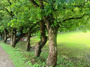 A row of trees with thick, textured trunks and lush green foliage lines a pathway. The ground is covered with grass, and a small area in the background shows a few chairs under a canopy, suggesting a serene outdoor setting.
