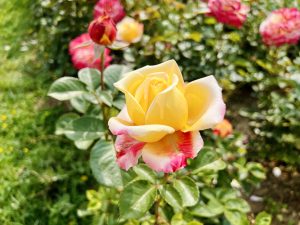 A close-up of a yellow rose with pink edges, surrounded by various other roses in shades of red and pink, set against a lush green background. 