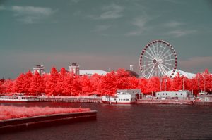 A large Ferris wheel rises behind bright red trees and waterfront buildings in this infrared photo of Navy Pier in Chicago
