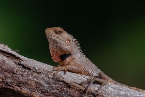 Garden Lizard with spiny scales and a black throat patch perched on a branch against a dark blurred background