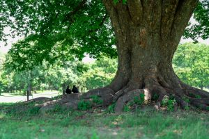 A massive tree with thick, sprawling roots provides shade in a lush green park, with two crows resting nearby.
