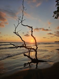 Sunset on the beach with a sky painted in warm tones. In the foreground, a twisted dry branch stands like a natural sculpture, casting its shadow and reflection on the wet sand. The sun sits just above the horizon, gently illuminating the waves and creating a poetic and serene scene.

