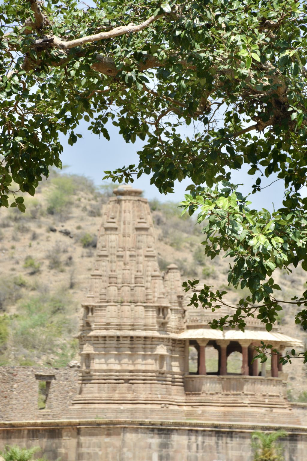 Framed by lush green leaves (of Ficus benghalensis), the distant view of the ancient temple stands gracefully against a rugged hillside, capturing the harmony of nature and timeless architecture, from Bhangarh Fort, Alwar, Rajasthan.