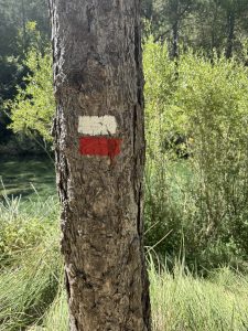Hiking trail marker painted with a white stripe above a red stripe on tree bark.
