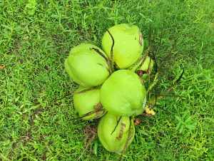 A cluster of fresh green coconuts resting on a bed of lush green grass.