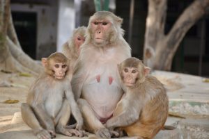 A rhesus macaque (Macaca mulatta) mother with two young monkeys, relaxing in a shaded, peaceful environment. Captured from Keoladeo National Park, Bharatpur, Rajasthan.