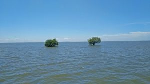 This image shows a calm body of water under a clear blue sky. Two small, green trees are partially submerged and standing apart in the water. In the distant background, a structure—possibly a bridge—is faintly visible on the horizon. The scene conveys tranquility and isolation, likely captured in a coastal or floodplain area.