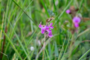 A single stemmed flower with vibrant purple petals stands out against a blurred background of green grass and foliage.