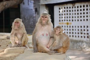 A family of rhesus macaque (Macaca mulatta) monkeys sitting close together, mother gently holding her young. Captured from Keoladeo National Park, Bharatpur, Rajasthan.