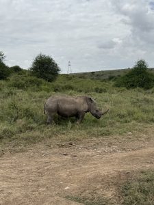 A rhinoceros stands on a grassy landscape, partially turned to the side.