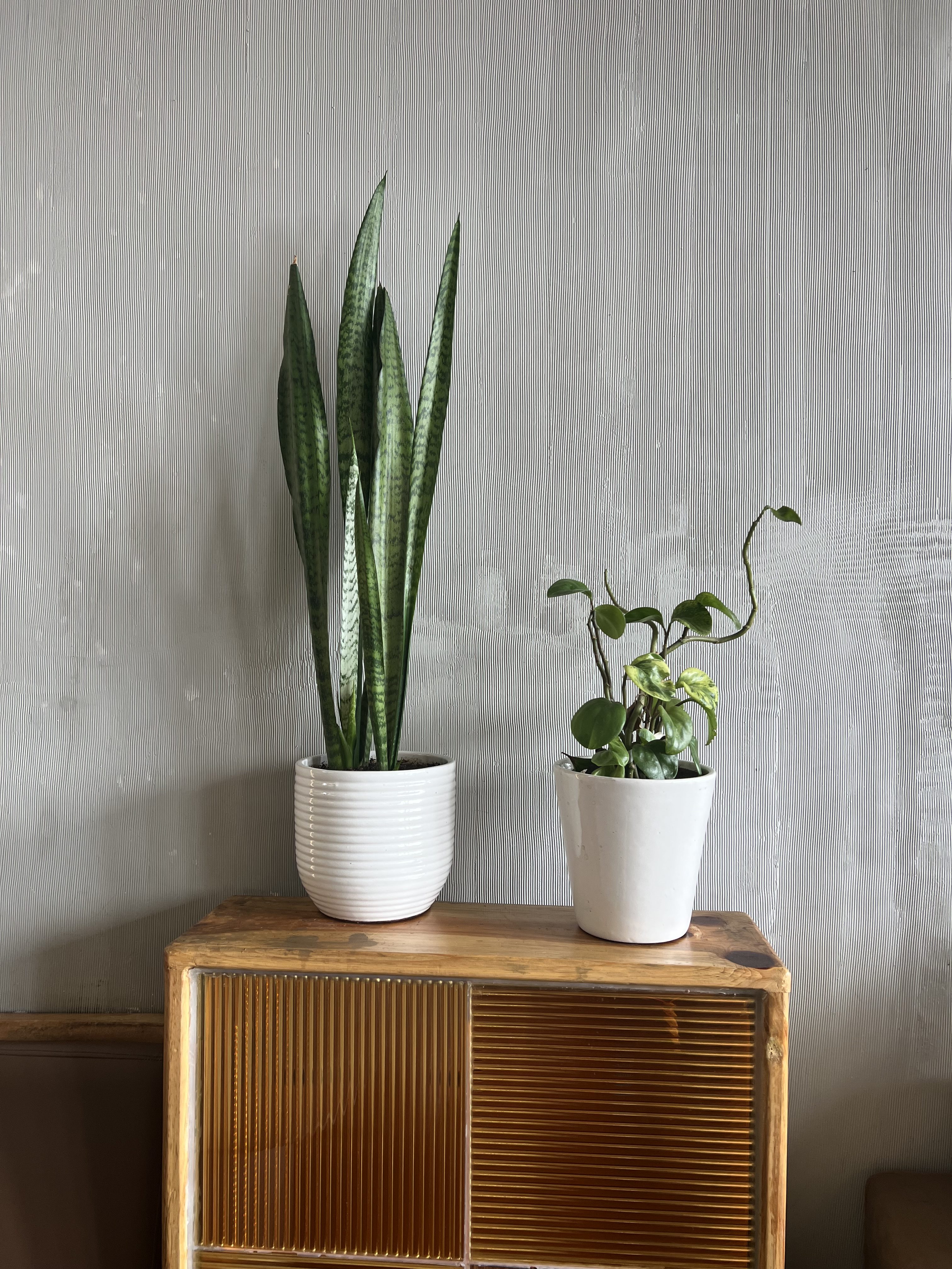 Two potted houseplants, a snake plant and a trailing vine, are on a wooden cabinet against a striped wall.
