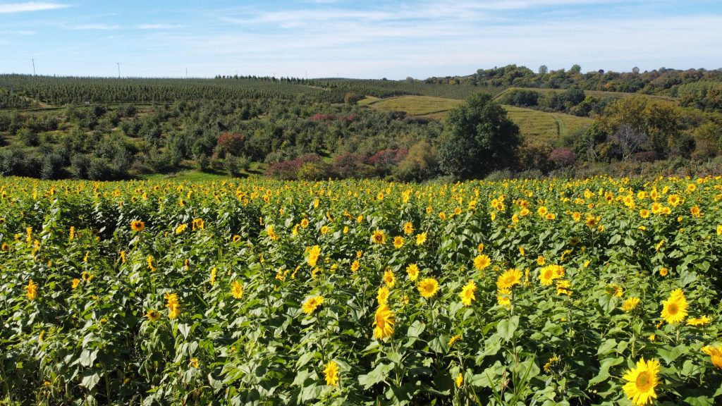 Sunflower field in front of rolling hills #SummerPhotoContest
wide, sunlit landscape dominated by a vibrant sunflower field in the foreground. The sunflowers, with their bright yellow petals and dark centers, stretch across the lower half of the image, creating a lively and cheerful scene. They are in full bloom, facing toward the sunlight, and their green leaves add depth and texture to the field.
Beyond the sunflowers, the landscape transitions into rolling hills covered with dense patches of trees and shrubs. Some of the trees have hints of autumn colors—reds, oranges, and yellows—blending with the deep greens, suggesting the photo was taken in early fall. A single, large tree stands out on the right-hand side, adding contrast to the patterned lines of crops and forest in the distance.