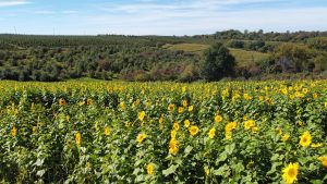 Sunflower field in front of rolling hills #SummerPhotoContest
wide, sunlit landscape dominated by a vibrant sunflower field in the foreground. The sunflowers, with their bright yellow petals and dark centers, stretch across the lower half of the image, creating a lively and cheerful scene. They are in full bloom, facing toward the sunlight, and their green leaves add depth and texture to the field.
Beyond the sunflowers, the landscape transitions into rolling hills covered with dense patches of trees and shrubs. Some of the trees have hints of autumn colors—reds, oranges, and yellows—blending with the deep greens, suggesting the photo was taken in early fall. A single, large tree stands out on the right-hand side, adding contrast to the patterned lines of crops and forest in the distance.