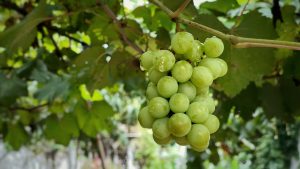 A close-up image of a cluster of green grapes hanging from a vine, surrounded by lush green leaves.