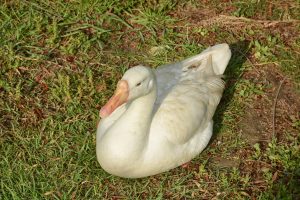 A close-up view of a white duck sitting peacefully on the green grass at Raj Ghat, Delhi. The duck’s soft feathers and gentle expression stand out against the fresh lawn in the morning light. 
