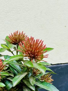 Clusters of spiky red and orange flower buds on a West Indian Jasmine plant.

