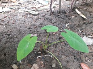 A young green plant with three large, heart-shaped leaves is growing from dark, moist soil.