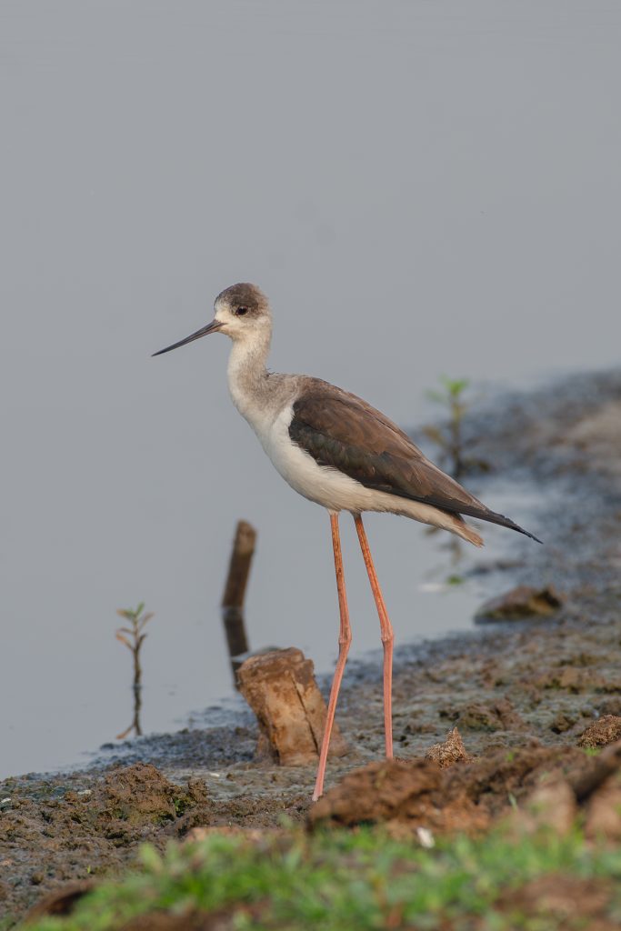 A Black-winged Stilt at the water’s edge, with long pink legs, a slender black beak, and striking black-and-white plumage.