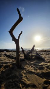 A piece of driftwood stands upright on a sandy beach at sunset, with the sun low on the horizon over the ocean. Other pieces of driftwood are scattered on the sand around it. Captured from a beach in Kochi, Kerala.