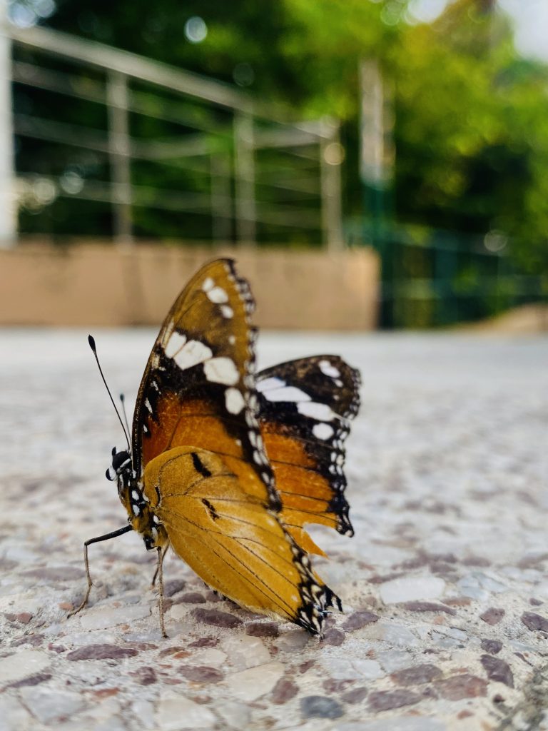 A butterfly on the ground, set against a backdrop of a fence.