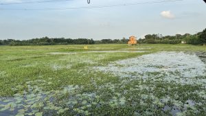 Looking out from under the green roof of a shelter onto a wide marshland that is almost completely covered in a thick carpet of green aquatic plants. In the distance, a sliver of open water is visible before a treeline, all under a blue sky with soft evening clouds.