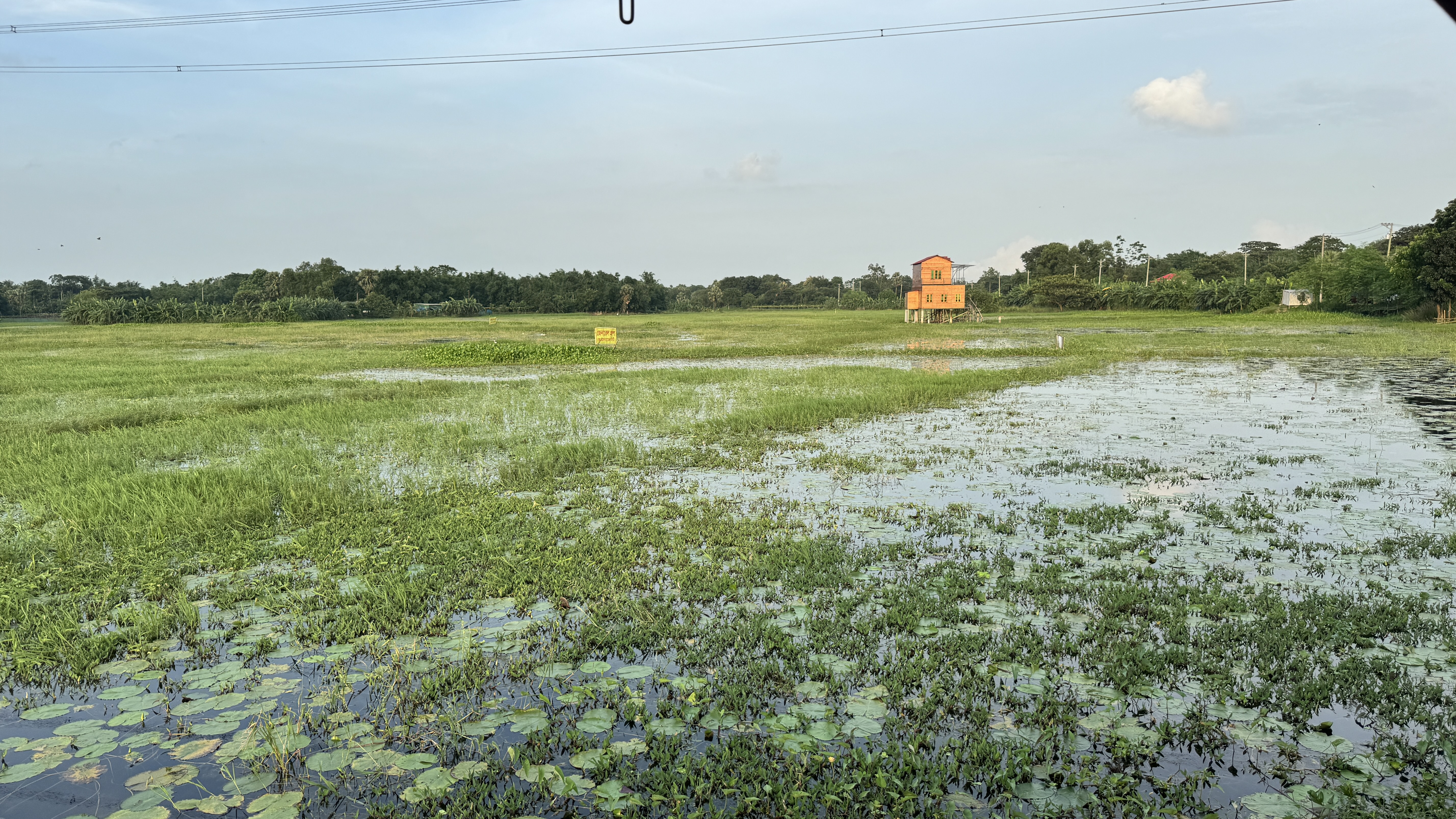 Looking out from under the green roof of a shelter onto a wide marshland that is almost completely covered in a thick carpet of green aquatic plants. In the distance, a sliver of open water is visible before a treeline, all under a blue sky with soft evening clouds.