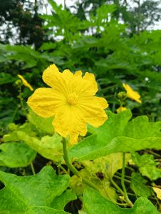 A vibrant yellow flower with a textured surface blooms amid lush green leaves in a natural setting.