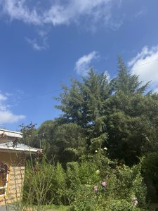 Garden view with lush green trees, a building in the corner, and a clear blue sky dotted with white clouds.