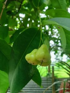 A close-up view of a small cluster of three green, pear-shaped fruits hanging from a slender branch.
