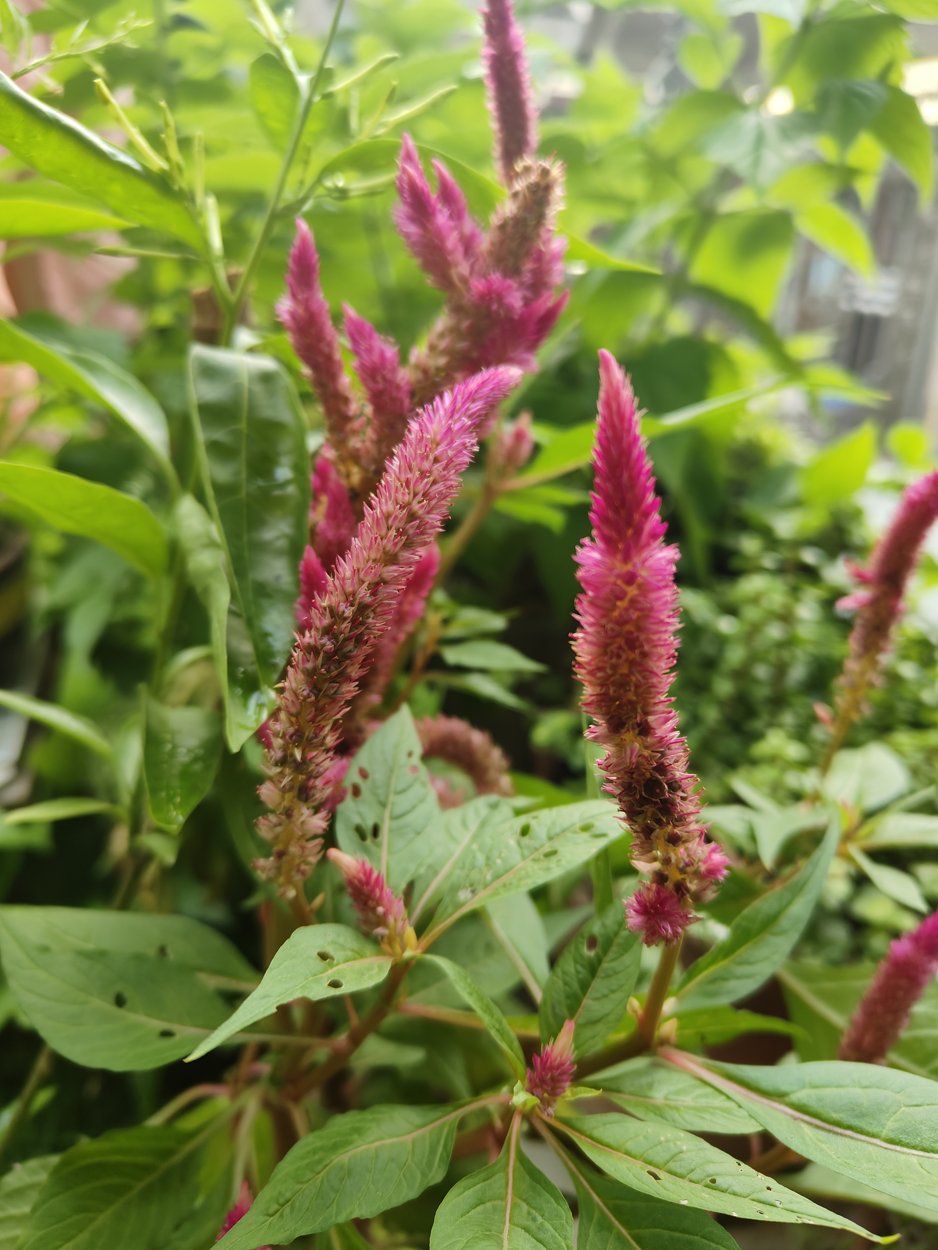 A close-up image of vibrant pink spike-like flowers surrounded by lush green leaves.