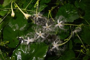 A close-up of Japan’s Trichosanthes cucumeroides, its delicate white flowers unfolding feathery petals at night.