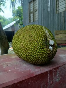 
A large, green jackfruit resting on a weathered, red surface, with a backdrop of a wooden building and trees. 