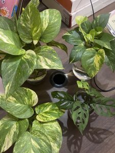 Bringing the jungle indoors Featuring my new green buddies — Money Plant and Monstera Adansonii. Let the fresh vibes begin!