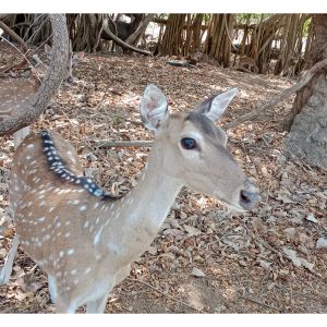 A deer standing in a green forest surrounded by trees
