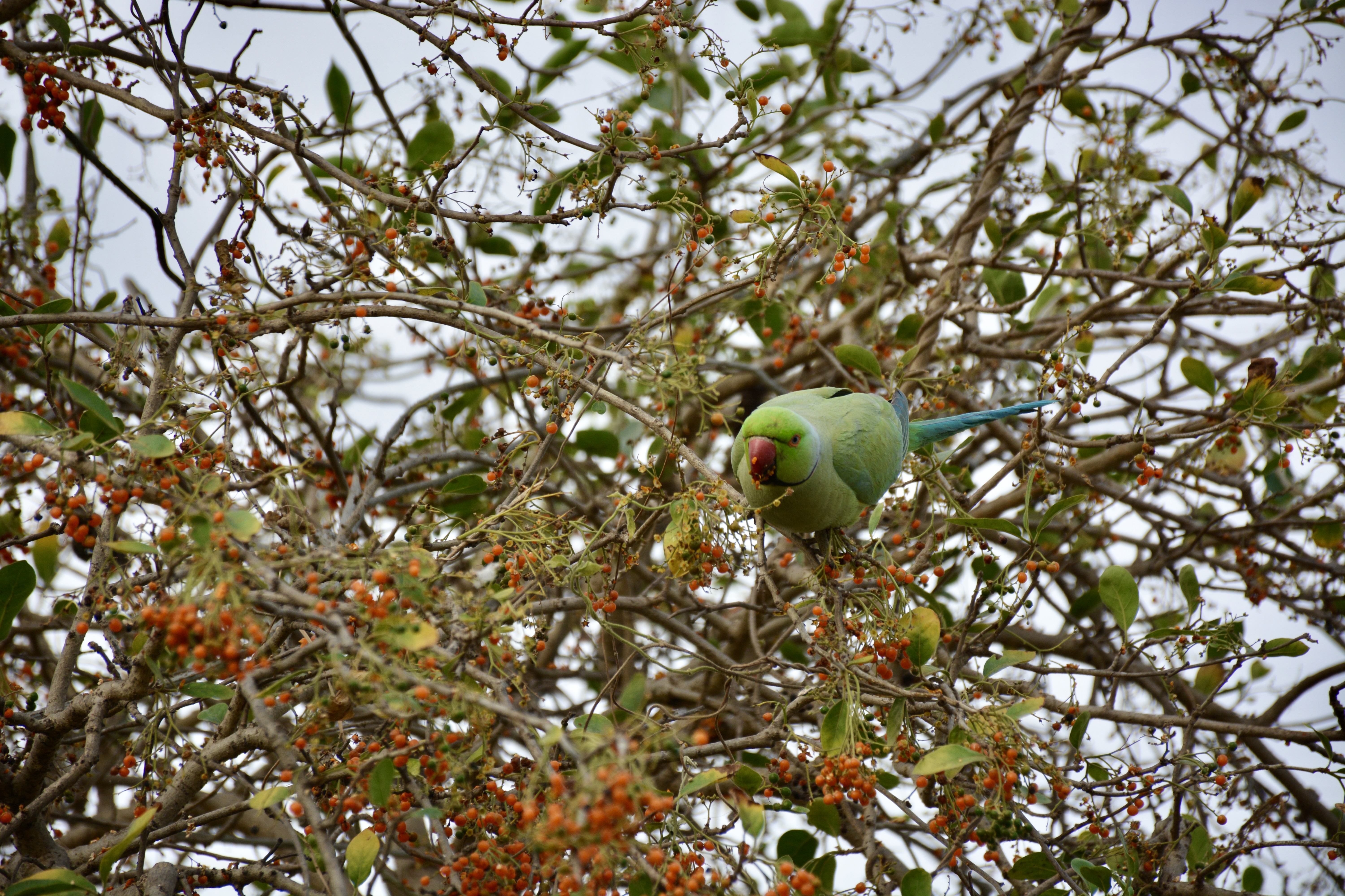 A vibrant rose-ringed parakeet aka ringneck parrot (Psittacula krameri), feasts on clusters of red berries, perched among a tangle of branches and green leaves against a soft sky. Captured from Keoladeo National Park, Bharatpur, Rajasthan.