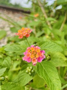 A close-up view of vibrant pink and orange flowers blossoming amidst lush green leaves. There are also small green berries visible in the background, adding to the richness of the vegetation.