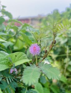 A pink and white fluffy flower of a sensitive plant (Mimosa pudica) surrounded by fern-like leaves.