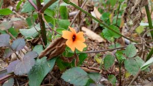 Flower plant known to be medicinal in curing heart related ailments and diseases