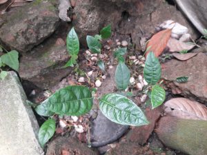 A close-up view of vibrant green leaves growing among rough, brown rocks and dry leaves.