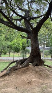 Central Park in Jaipur, Rajasthan, with a big tree on a mound, its roots exposed, surrounded by green grass and smaller trees.
