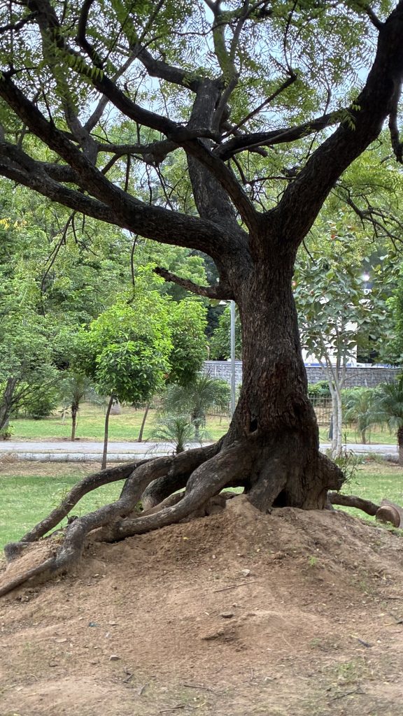Central Park in Jaipur, Rajasthan, with a big tree on a mound, its roots exposed, surrounded by green grass and smaller trees.