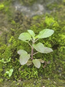 A small Tulsi plant grows from a mossy wall, reflecting nature’s quiet strength. Captured in Puttekadavu, Perumanna, Kozhikode. 
