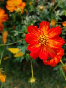 A close-up of a vibrant orange flower with a striking red-orange hue, featuring a central cluster of yellow stamens. 
