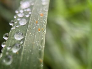 A closeup of water droplets on a blade of grass.  Tiny insect eggs cane be seen.