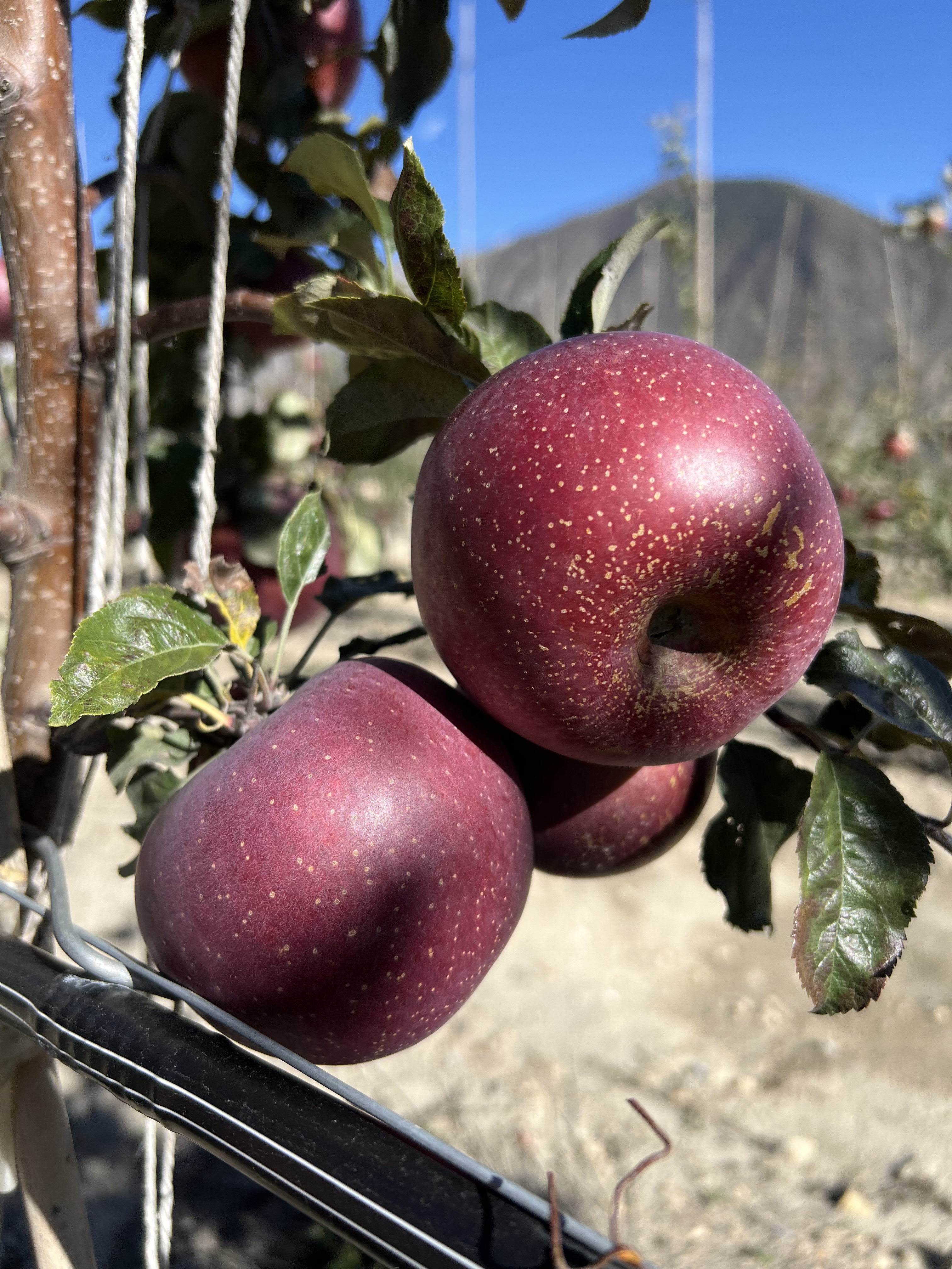 A close-up of two red mustang apples with small spots on a tree branch. The background shows more trees and a clear blue sky