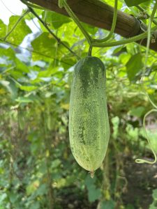 A green cucumber hanging from a vine amidst lush green foliage.