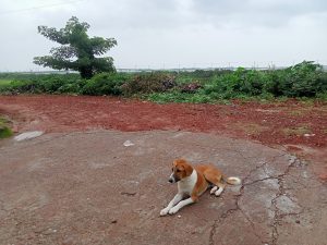 A dog lying on a gravel surface in a rural area, with green vegetation and trees in the background.