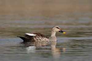 An Indian Spot-billed duck swims on a calm body of water, showcasing its patterned brown and gray feathers.